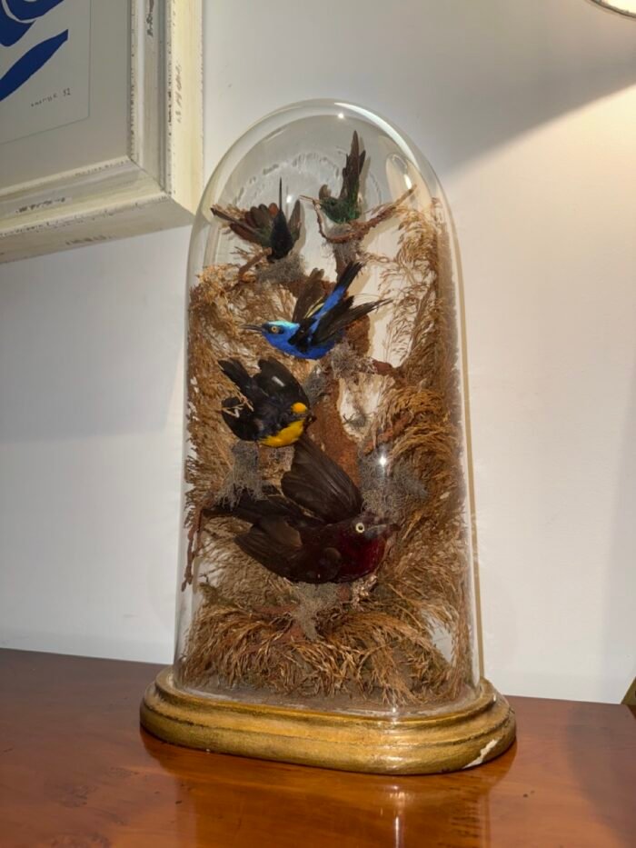 Antique Victorian Bird Taxidermy In Glass Dome - C.1880