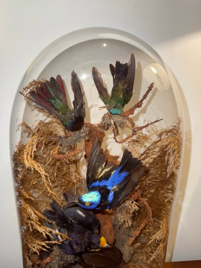 Antique Victorian Bird Taxidermy In Glass Dome - C.1880 - Image 3