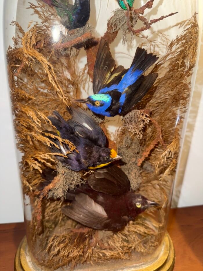 Antique Victorian Bird Taxidermy In Glass Dome - C.1880 - Image 4