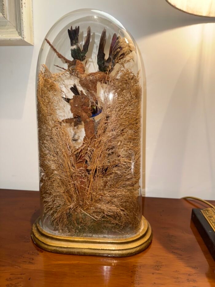 Antique Victorian Bird Taxidermy In Glass Dome - C.1880 - Image 5