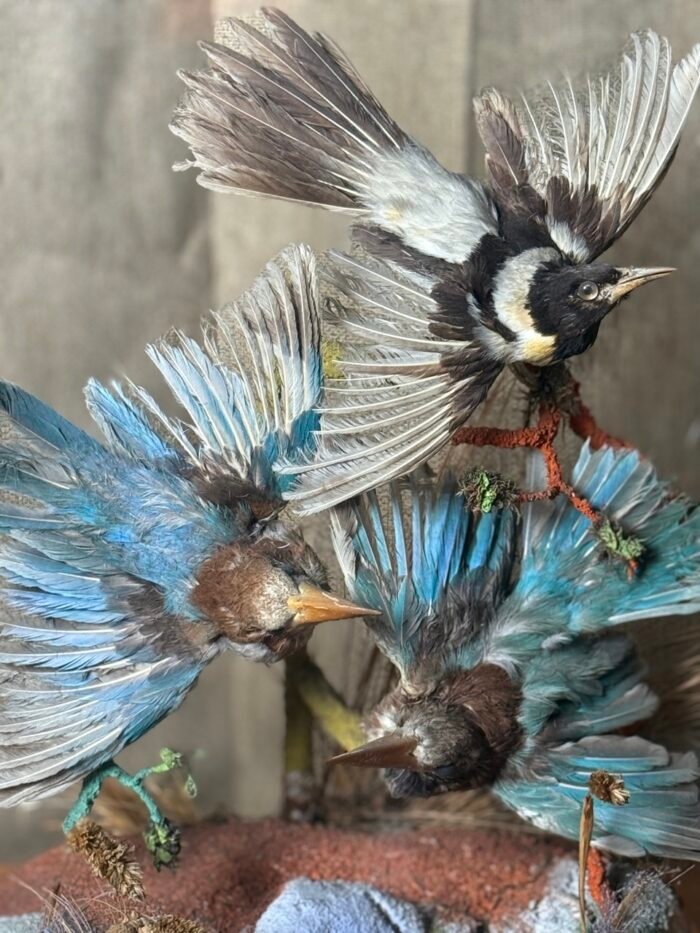 Antique Victorian Exotic Bird Taxidermy - With Glass Dome - Image 2
