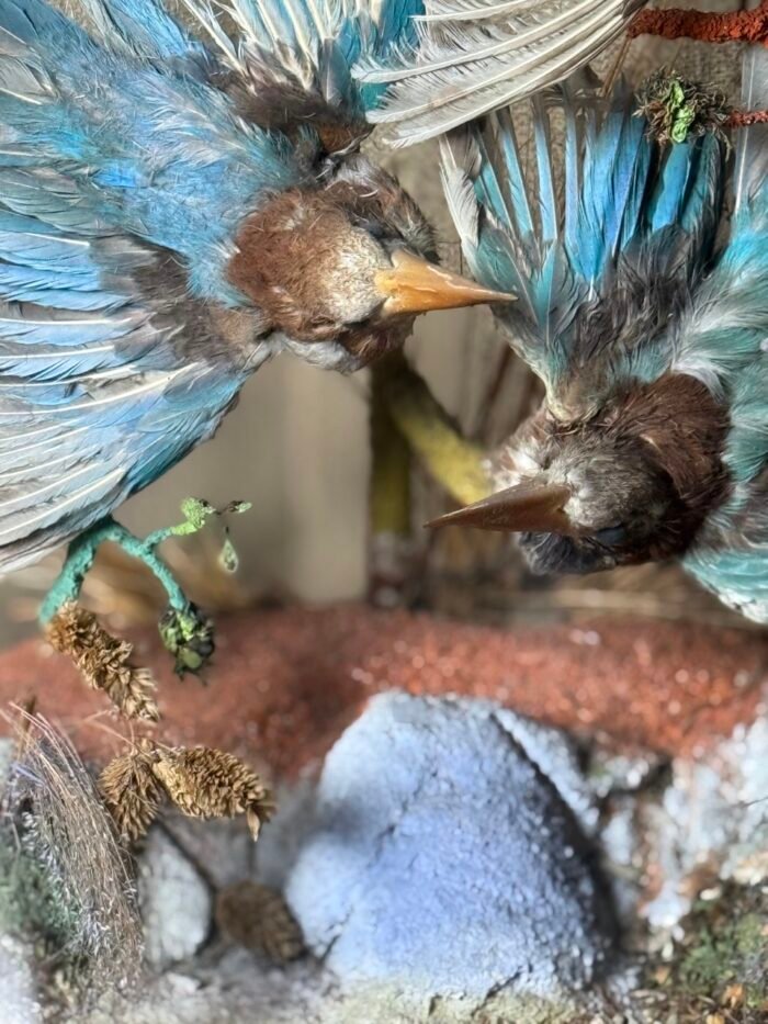 Antique Victorian Exotic Bird Taxidermy - With Glass Dome - Image 3