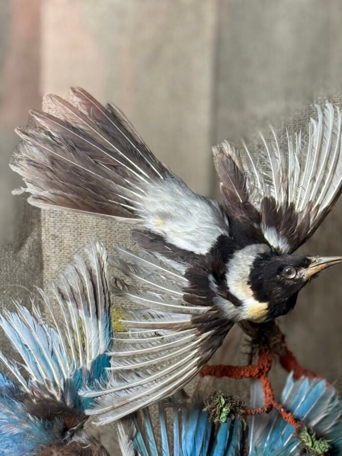 Antique Victorian Exotic Bird Taxidermy - With Glass Dome - Image 4